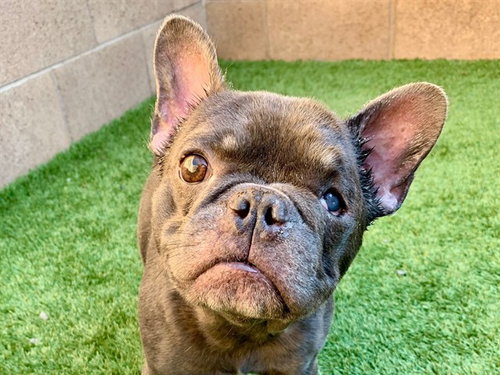 Campbell, French Bulldog / Mixed (medium coat)