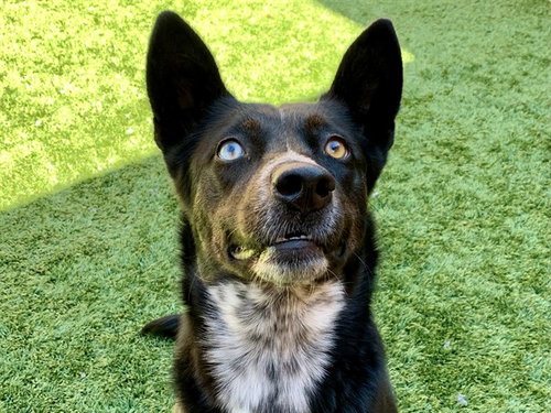 Mallory, Australian Kelpie / Mixed (medium coat)