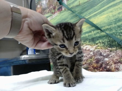 A554609, a cat for adoption from Moreno Valley Animal Shelter