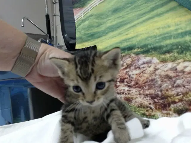 Unknown - Domestic Short Hair