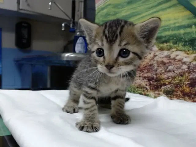 Unknown - Domestic Short Hair