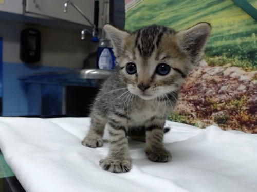 A554611, a cat for adoption from Moreno Valley Animal Shelter
