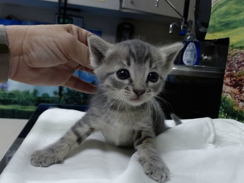 A554612, a cat for adoption from Moreno Valley Animal Shelter