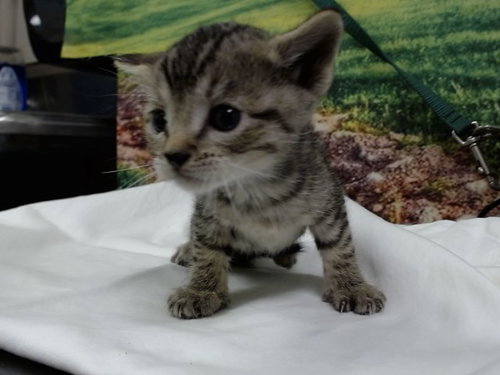 A554613, a cat for adoption from Moreno Valley Animal Shelter