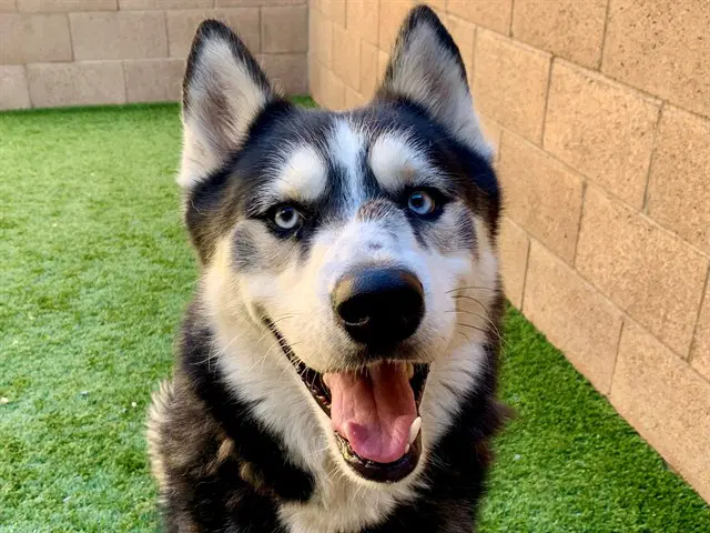 Yezzy - Siberian Husky