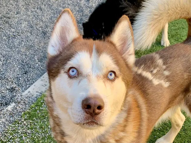 Cudi - Siberian Husky