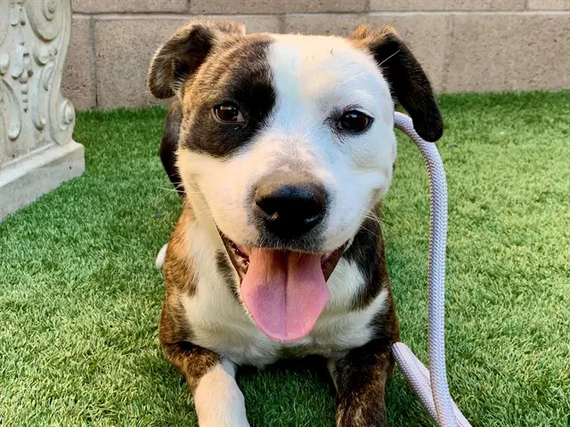 Valerie - Pit Bull Terrier