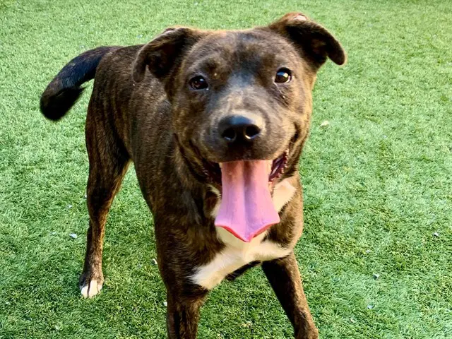 Alene - Pit Bull Terrier