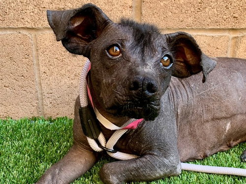 PEONY, a dog for adoption from Moreno Valley Animal Shelter