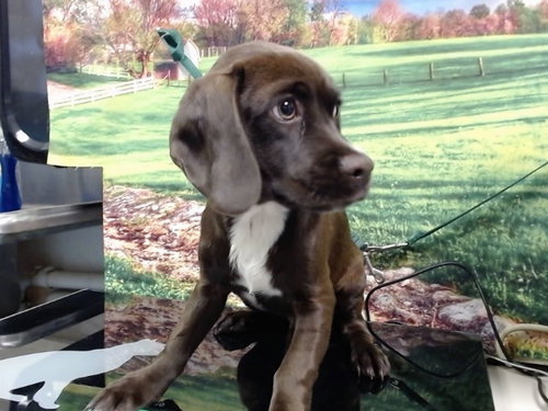 A554478, a dog for adoption from Moreno Valley Animal Shelter