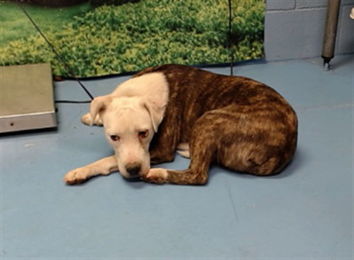 A554507, a dog for adoption from Moreno Valley Animal Shelter
