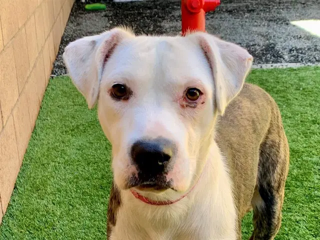 Zelda - Pit Bull Terrier