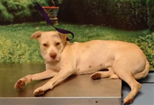 A554509, a dog for adoption from Moreno Valley Animal Shelter