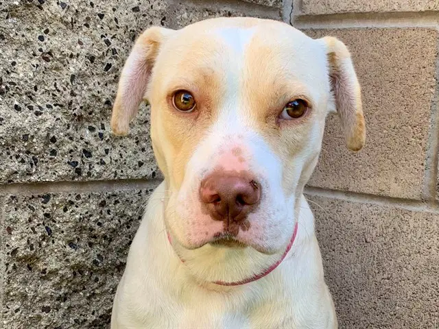 Chelsea - Pit Bull Terrier