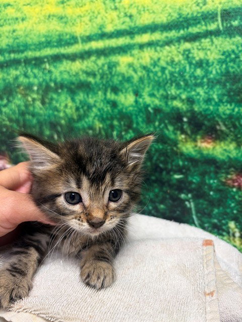 A554658, a cat for adoption from Moreno Valley Animal Shelter