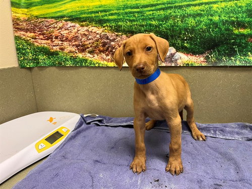 Buford, Vizsla / Mixed (medium coat)