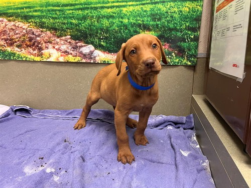 Brandon, Vizsla / Mixed (medium coat)