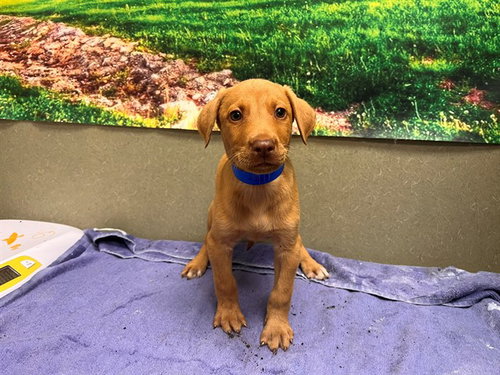 Boston, Vizsla / Mixed (medium coat)