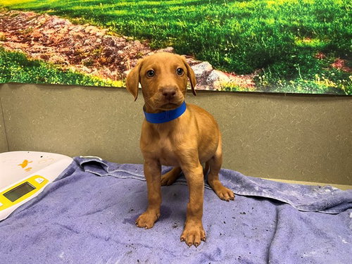 Bryon, Vizsla / Mixed (medium coat)