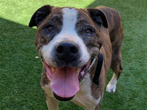 Prince, Pit Bull Terrier / Mixed (medium coat)