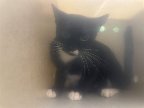 A554547, a cat for adoption from Moreno Valley Animal Shelter