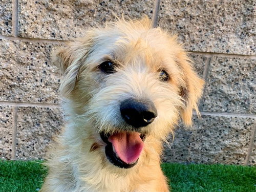 Candycorn, Terrier / Mixed (medium coat)