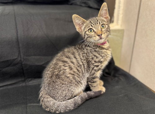 Millie, Domestic Short Hair / Mixed (medium coat)
