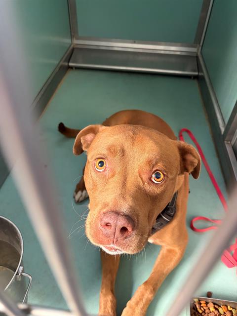 A554542, a dog for adoption from Moreno Valley Animal Shelter