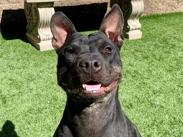 Bindy - Pit Bull Terrier