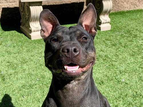 Bindy, Pit Bull Terrier / Mixed (medium coat)