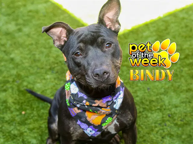 Bindy - Pit Bull Terrier