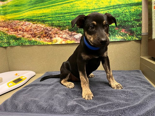 Indy, German Shepherd Dog / Mixed (medium coat)