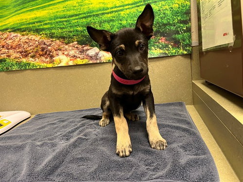 Mindy, German Shepherd Dog / Mixed (medium coat)