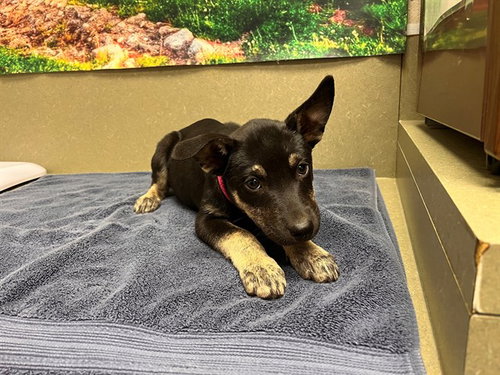 Windy, German Shepherd Dog / Mixed (medium coat)