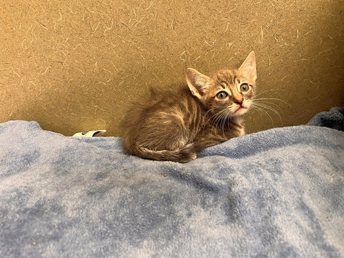 A554486, a cat for adoption from Moreno Valley Animal Shelter