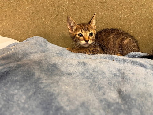 A554490, a cat for adoption from Moreno Valley Animal Shelter