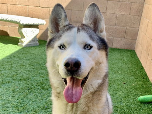 Conrad, Siberian Husky / Mixed (medium coat)