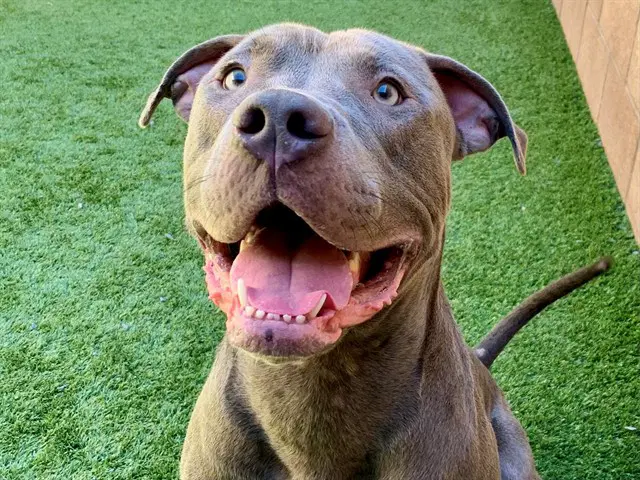 Simon - Pit Bull Terrier