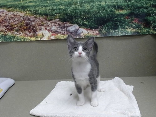 Pancakes, Domestic Short Hair / Mixed (medium coat)