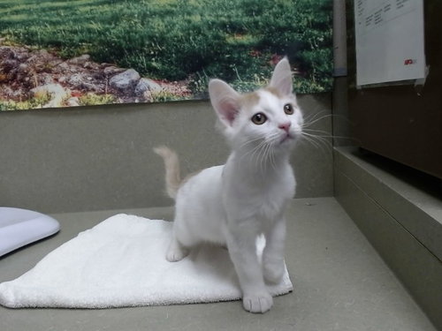 Butters, Domestic Medium Hair (medium coat)