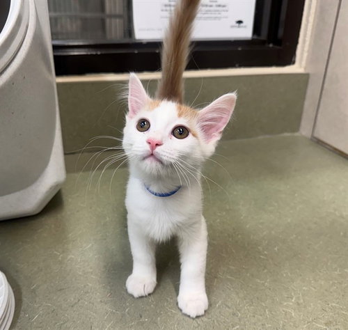 BUTTERS, a cat for adoption from Moreno Valley Animal Shelter