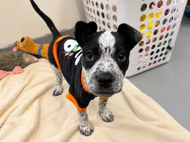 Unknown - Australian Cattle Dog/Blue Heeler