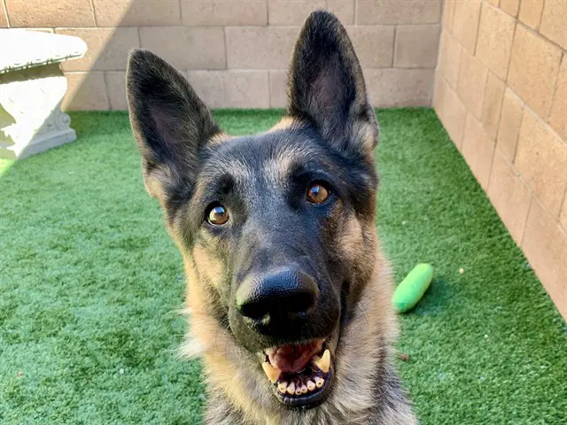 Julianne - German Shepherd Dog
