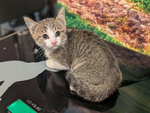 A554631, a cat for adoption from Moreno Valley Animal Shelter
