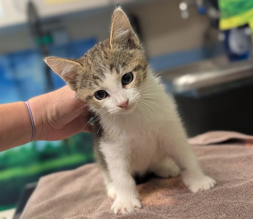 A554632, a cat for adoption from Moreno Valley Animal Shelter