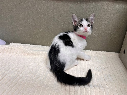 A553404, a cat for adoption from Moreno Valley Animal Shelter