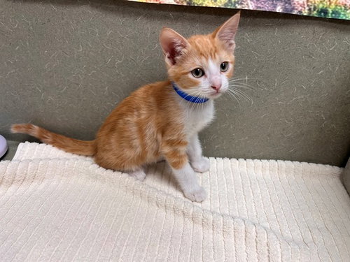 A553405, a cat for adoption from Moreno Valley Animal Shelter
