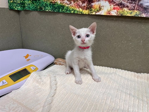 A553406, a cat for adoption from Moreno Valley Animal Shelter