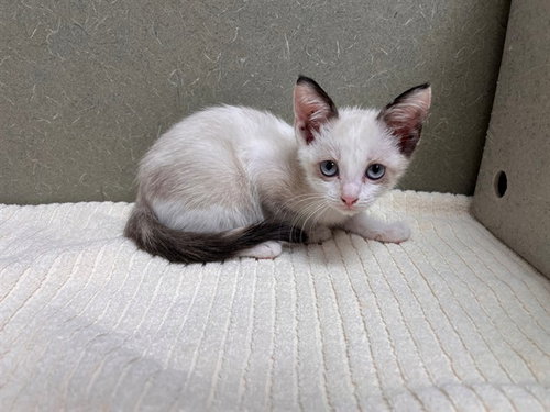 A553407, a cat for adoption from Moreno Valley Animal Shelter