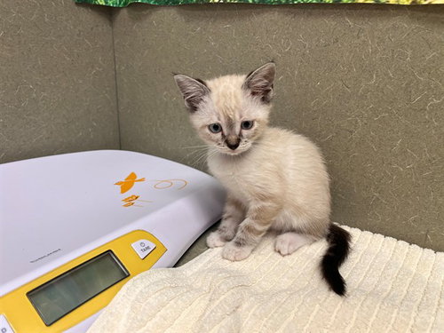 A553408, a cat for adoption from Moreno Valley Animal Shelter